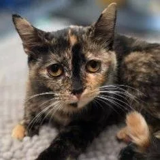 A baby medium-sized female Black Domestic Short Hair cat named MapleMeet me at Plymouth for adoption in Buffalo, MN