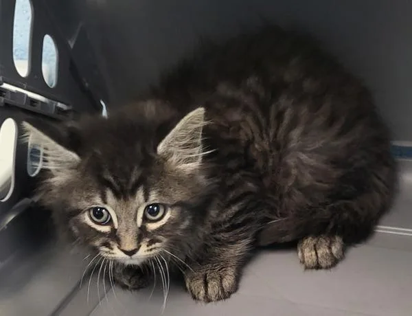 A baby small-sized female Domestic Short Hair cat named If for adoption in Lawrenceville, GA