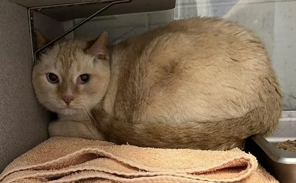 A senior large-sized male Domestic Short Hair cat named Doggy for adoption in Salt Lake City, UT