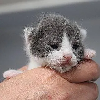 A baby small-sized male Gray / Blue / Silver Domestic Short Hair cat named Smudges  GW M for adoption in Defiance, OH