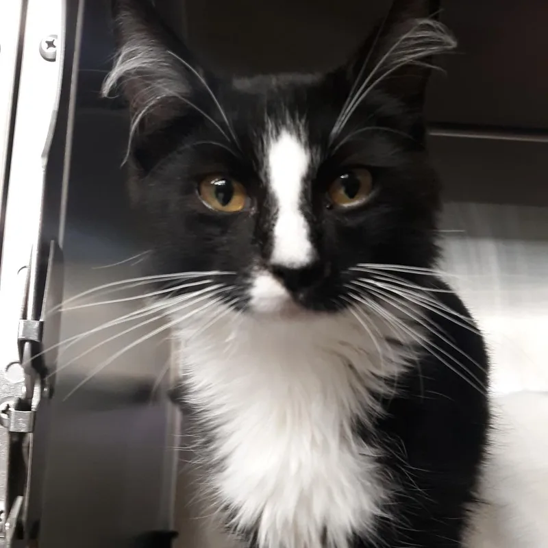 A baby medium-sized male Black Domestic Short Hair cat named Prince Charming for adoption in Spokane, WA