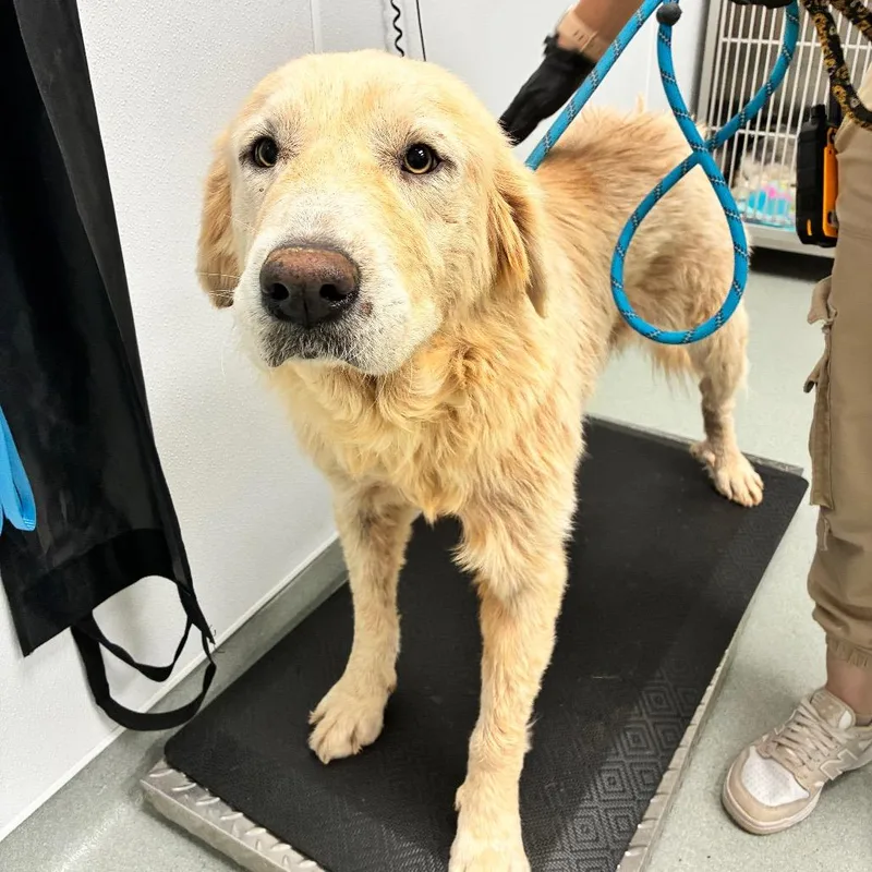 An adult large-sized female White / Cream Great Pyrenees dog named Shasta for adoption in Abilene, TX