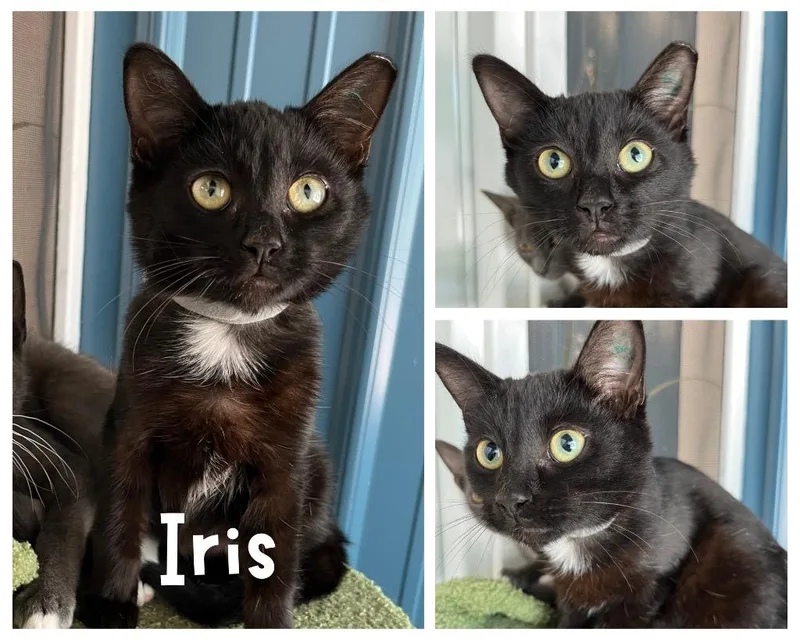 A baby medium-sized female Domestic Short Hair cat named Iris for adoption in Pierceton, IN