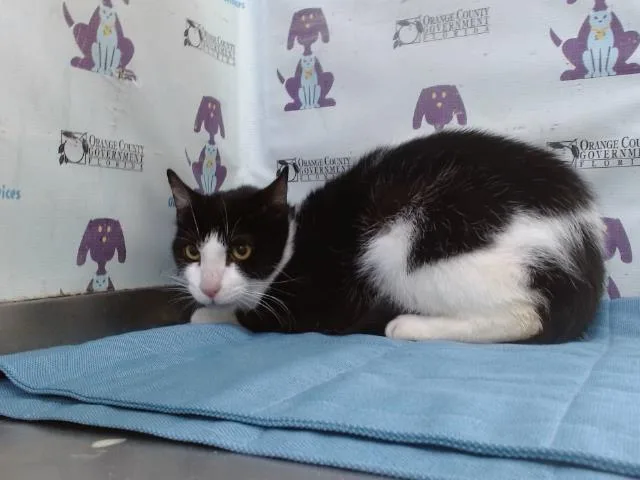 An adult small-sized female Domestic Short Hair cat named Windy for adoption in Orlando, FL
