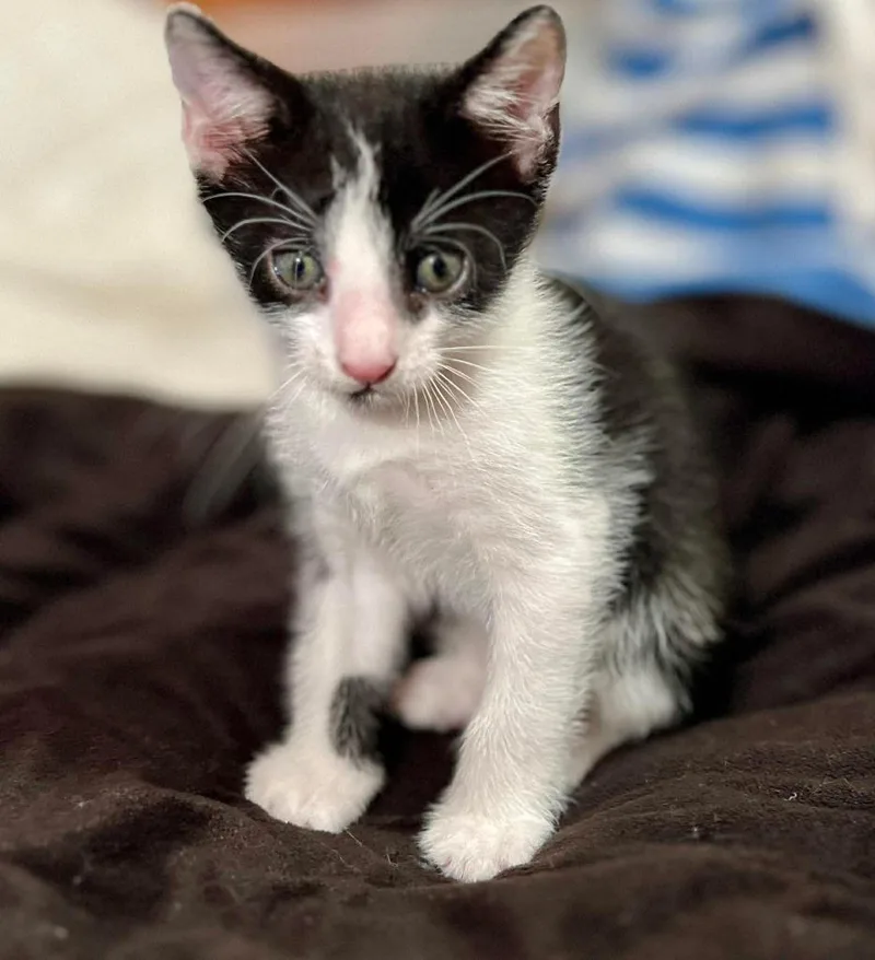 A baby small-sized male Domestic Short Hair cat named Arlo for adoption in Sebastian, FL