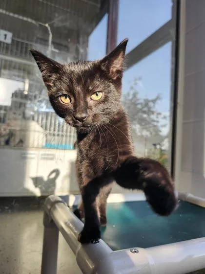 A young medium-sized female Domestic Short Hair cat named Jolteon for adoption in Columbus, IN
