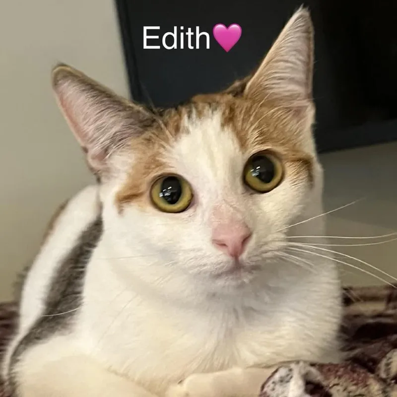 Edith thumbnail 3