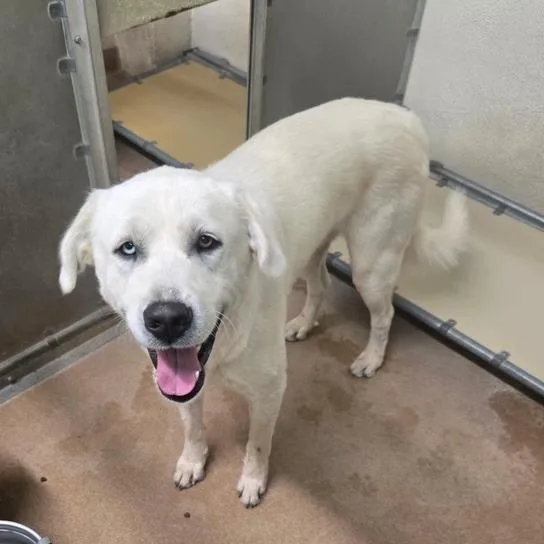 An adult large-sized male Great Pyrenees dog named Roscoe for adoption in Murray, UT