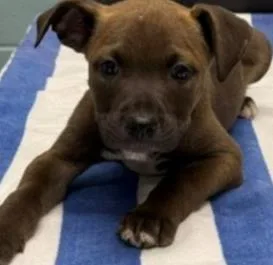A young large-sized male Pit Bull Terrier dog named Reno for adoption in Kansas City, MO