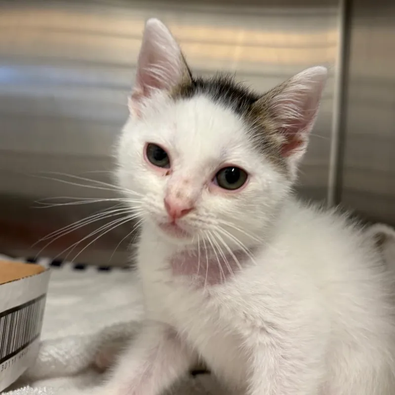 A baby small-sized male White Domestic Short Hair cat named Bakin Muffin Man for adoption in Austin, TX
