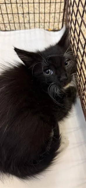 A baby small-sized male Domestic Short Hair cat named Shadow for adoption in Miami, FL