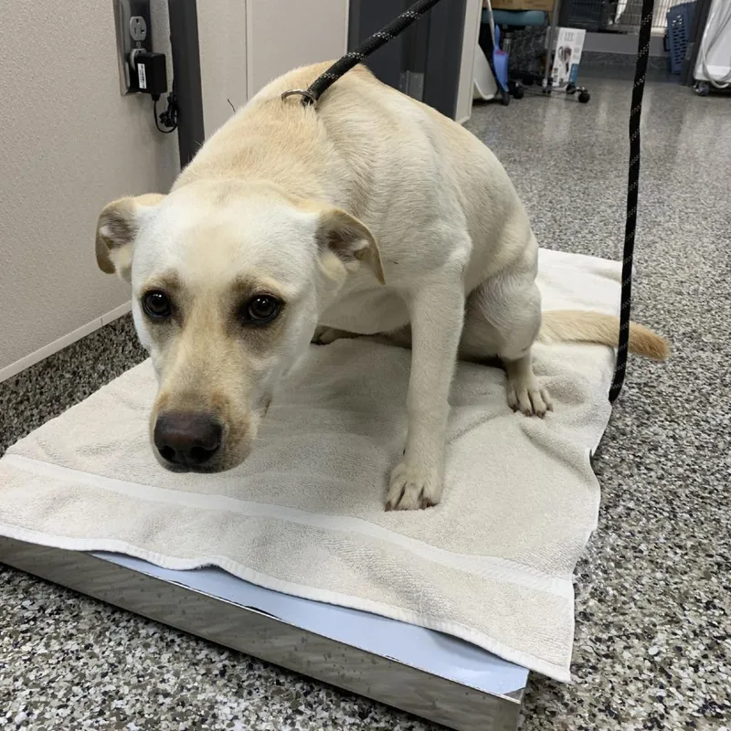 A young medium-sized female Yellow / Tan / Blond / Fawn Labrador Retriever dog named Arushah for adoption in Morganton, NC