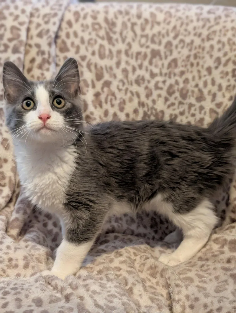 A young medium-sized male Domestic Short Hair cat named Glitch for adoption in Phoenix, AZ