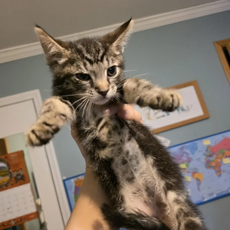 A baby medium-sized female Tabby (Brown / Chocolate) Domestic Short Hair cat named Primrose for adoption in Moriches, NY