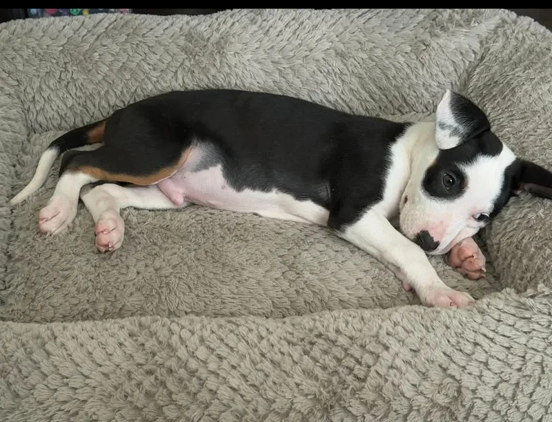 A baby small-sized male Jack Russell Terrier dog named Denver for adoption in merrillville, IN