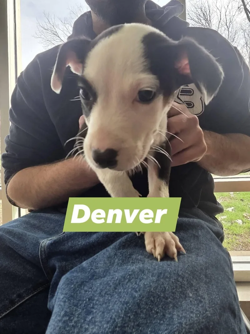 Denver thumbnail 3