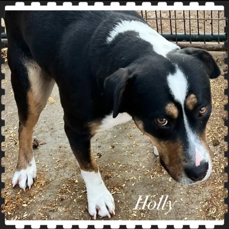 An adult medium-sized female Tricolor (Brown, Black, & White) Mixed Breed dog named Holly for adoption in Canyon, TX
