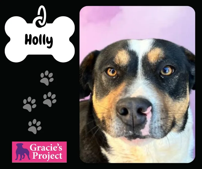 Holly thumbnail 2