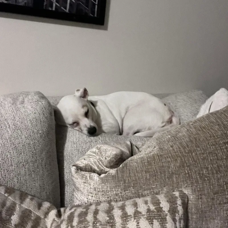 An adult medium-sized female Chihuahua dog named Vannah for adoption in Hillsborough , NC