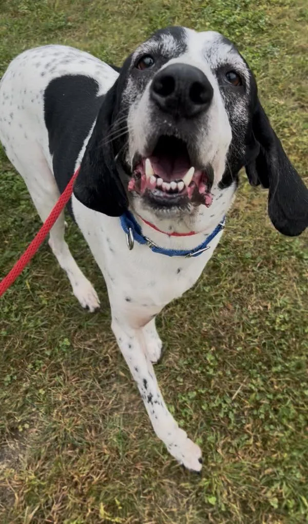 An adult large-sized male German Shorthaired Pointer dog named Olaf for adoption in Stratham, NH