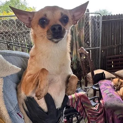 An adult small-sized female Golden Chihuahua dog named Daisy for adoption in Bend, OR