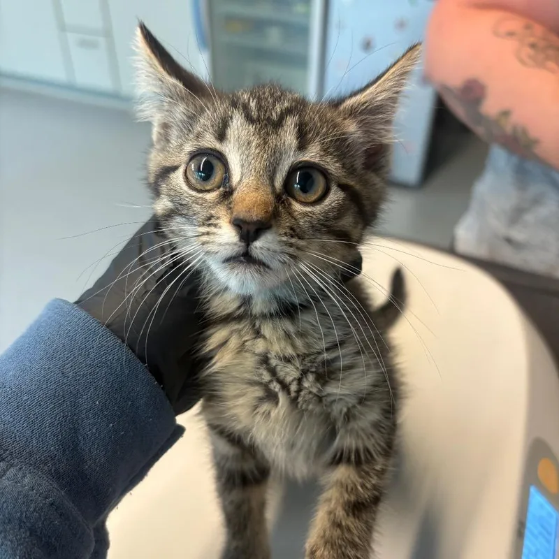 A baby small-sized female Black Domestic Short Hair cat named McWeely for adoption in Huntington, WV