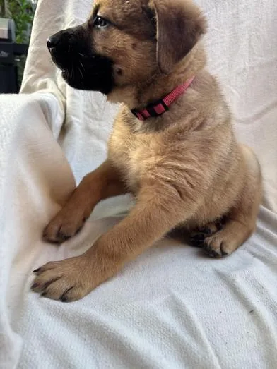 Cleopatra "cleo" thumbnail 4