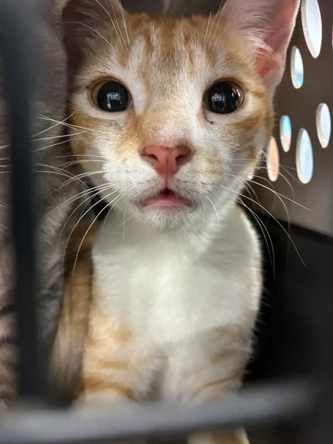 A young small-sized female Domestic Short Hair cat named Wanda for adoption in Palmetto, FL