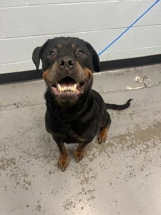 An adult large-sized female Black Rottweiler dog named Nala for adoption in Sacramento, CA