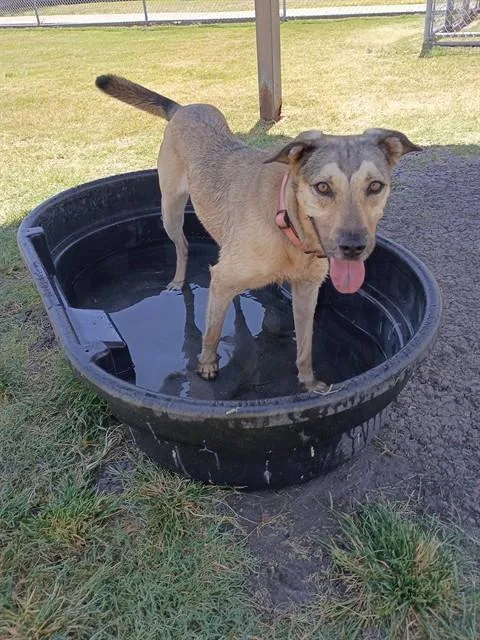 An adult large-sized female German Shepherd Dog dog named Peaches for adoption in Corpus Christi, TX