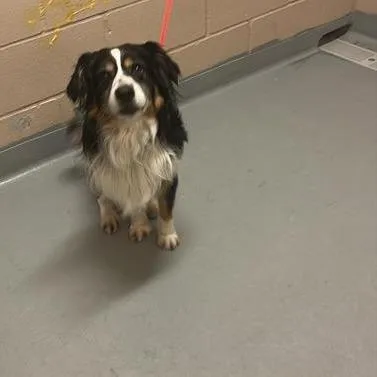 An adult medium-sized male Black Australian Shepherd dog named Titan for adoption in Tacoma, WA