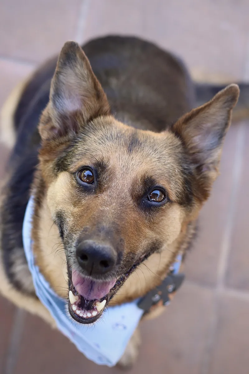 A senior medium-sized female German Shepherd Dog dog named Ava for adoption in West Hollywood, CA