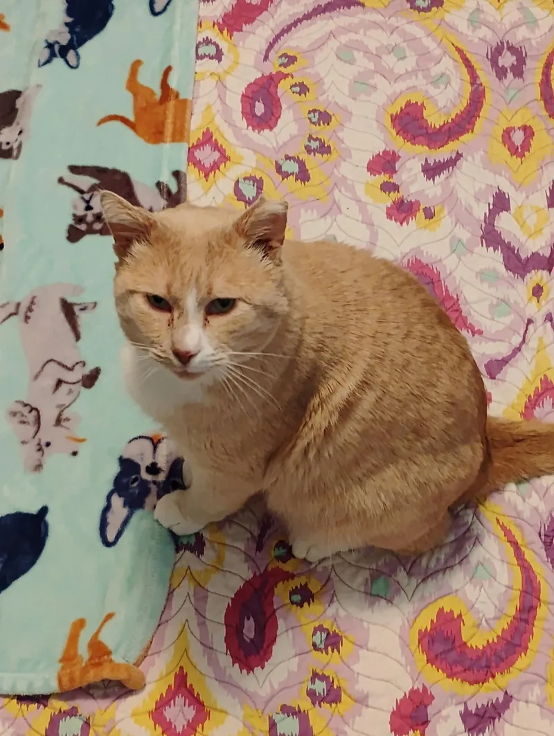 O'Malley thumbnail 2