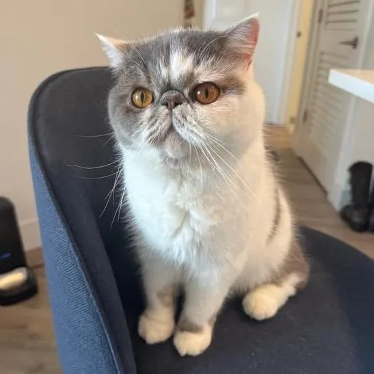 Coco thumbnail 2