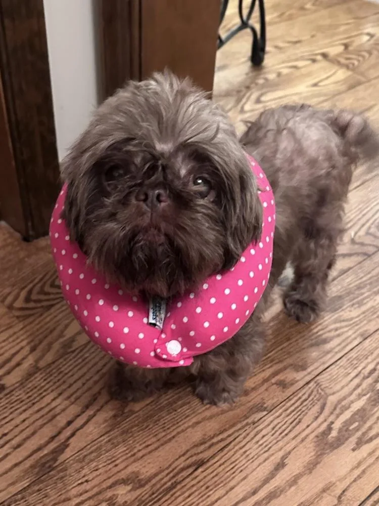 An adult small-sized female Shih Tzu dog named Watermelon for adoption in Pottstown, PA