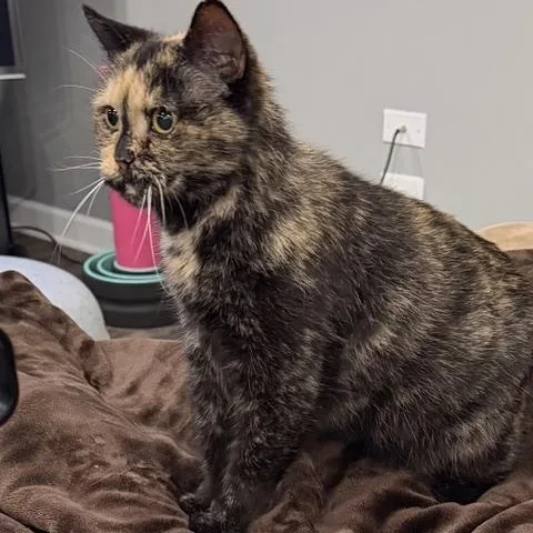 An adult medium-sized female Tortoiseshell Domestic Short Hair cat named Mystic for adoption in Bolingbrook, IL