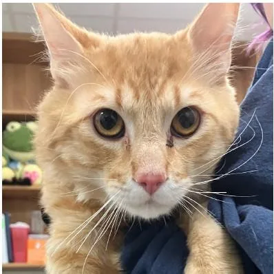 An adult medium-sized male Domestic Short Hair cat named Murdock for adoption in Albuquerque, NM