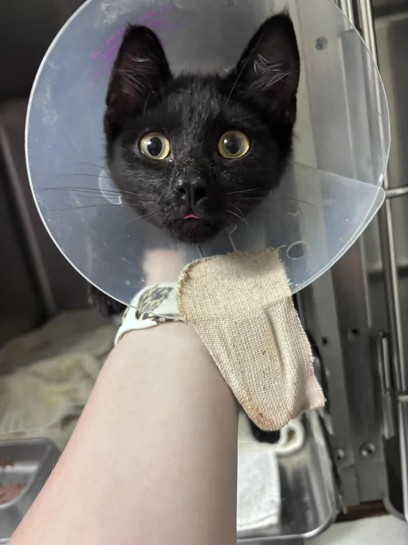 A young medium-sized male Black Domestic Medium Hair cat named Unknown for adoption in Burgaw, NC
