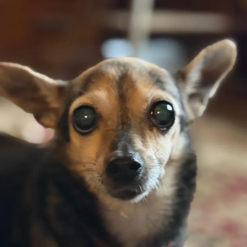 A senior small-sized female Chihuahua dog named Lilly for adoption in Greenfield, IN