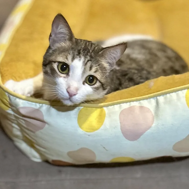 An adult small-sized male Brown / Chocolate Domestic Short Hair cat named Toby for adoption in Philadelphia, PA