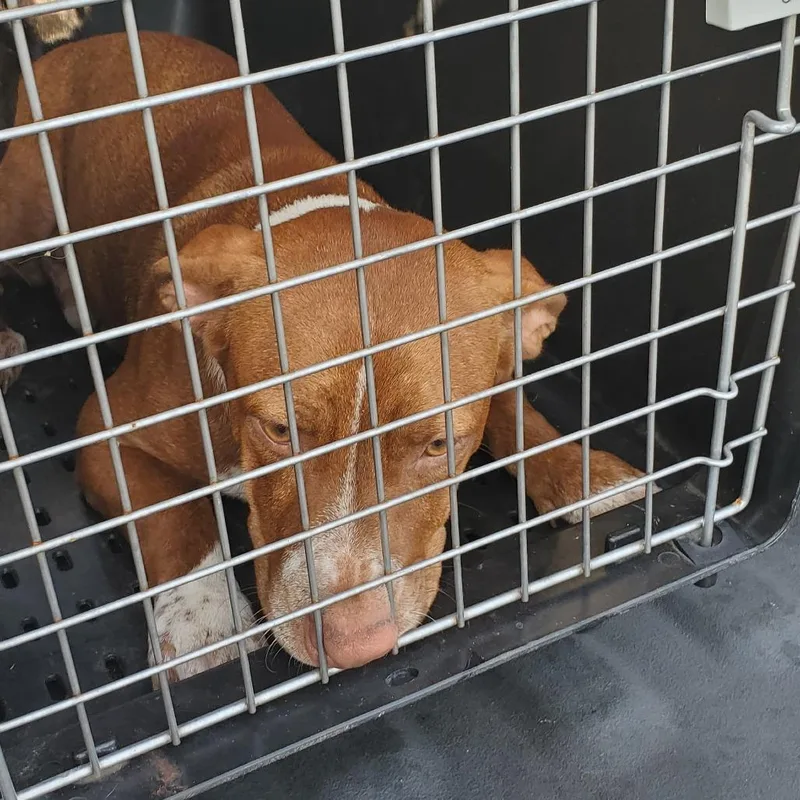A young small-sized male Yellow / Tan / Blond / Fawn Mixed Breed dog named Bob for adoption in Lake Jackson, TX