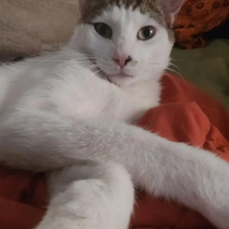 A young medium-sized male Gray & White Domestic Short Hair cat named Spock for adoption in Warr Acres, OK