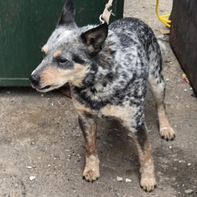 An adult medium-sized male Gray / Blue / Silver Australian Cattle Dog / Blue Heeler dog named Max for adoption in Philadelphia, PA
