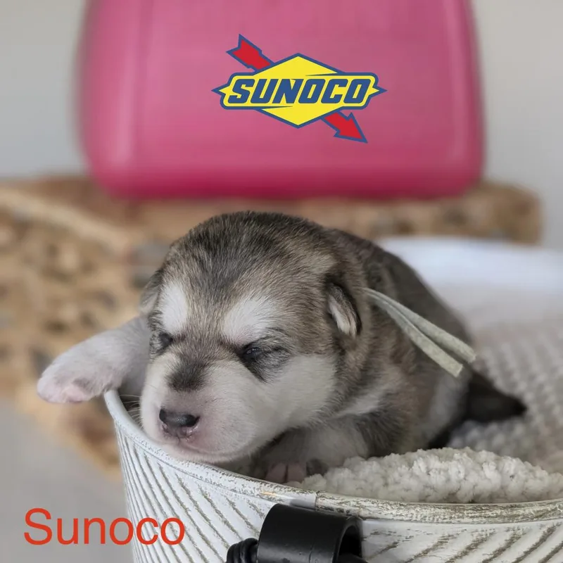 Sunoco