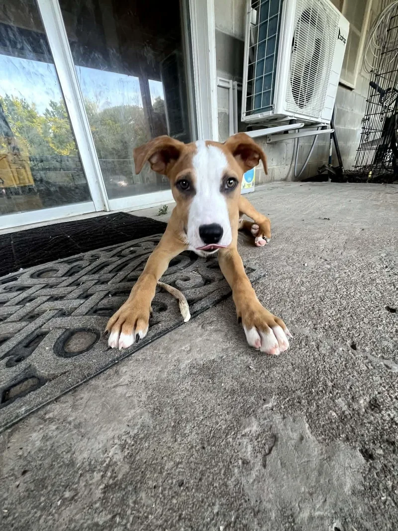 A baby medium-sized male White / Cream Boxer dog named Buzz Lightyear for adoption in Manhattan, KS