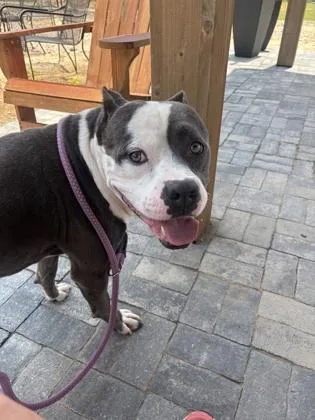 An adult large-sized male Pit Bull Terrier dog named Glub Glub for adoption in Atlanta, GA
