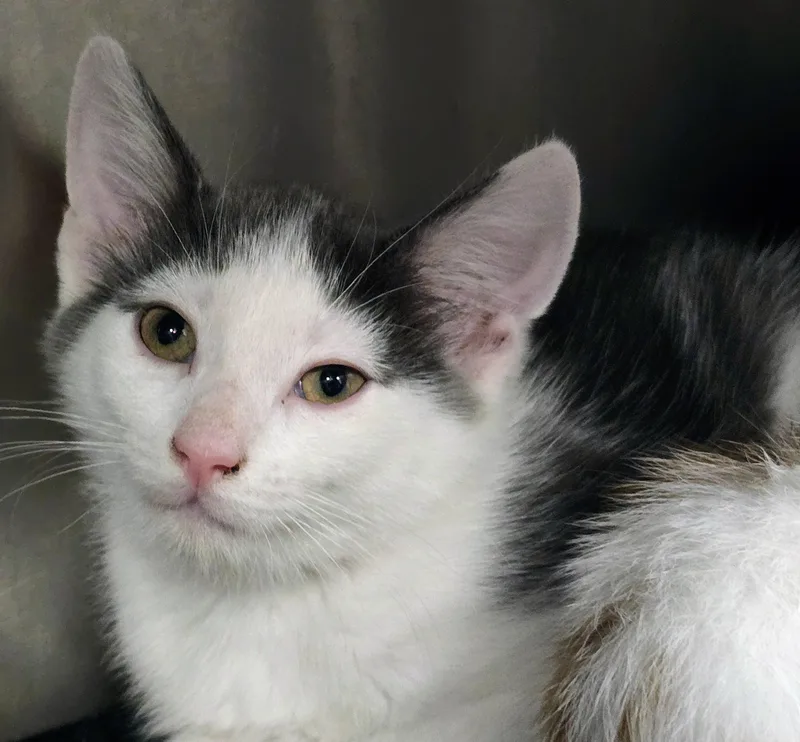 A baby large-sized male Gray & White Domestic Short Hair cat named Rufus for adoption in Amityville, NY