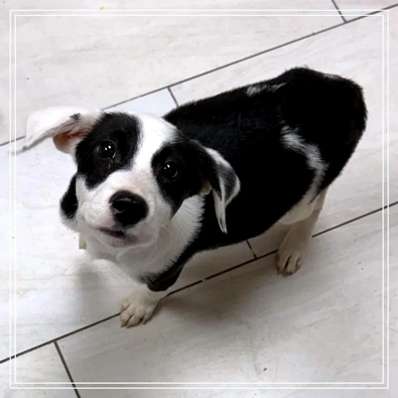 A baby medium-sized female Black Labrador Retriever dog named Nakita  Local October for adoption in Brookshire, TX