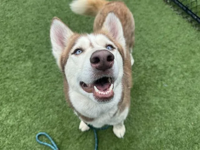 An adult medium-sized female Husky dog named Skylar for adoption in Dallas, TX