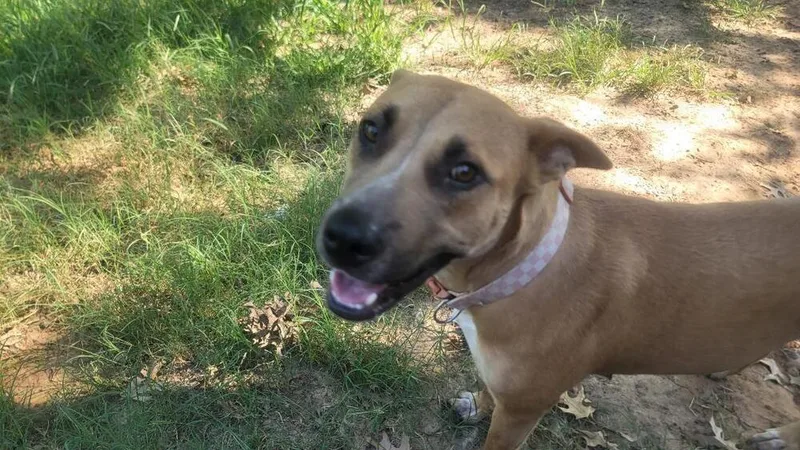 An adult medium-sized female Terrier dog named Luna for adoption in Dallas, TX
